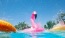 a pink flamingo in water